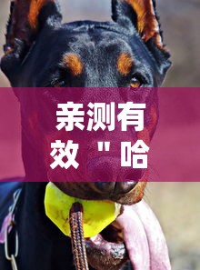 亲测有效 ＂哈狗麻将开挂	”真的有挂