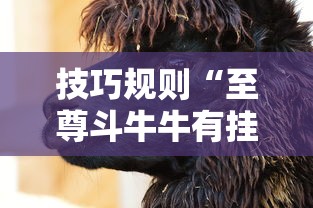 技巧规则“至尊斗牛牛有挂吗”开挂安装教程